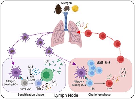 Frontiers | Modulating Th2 Cell Immunity for the Treatment of Asthma