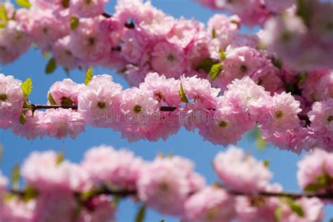 桃红色佐仓 库存图片 图片 包括有 室外 新鲜 自然 樱桃 本质 淡色 植物群 充满活力 30986821