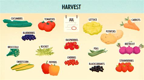 How To Grow Your Own Fruit And Vegetables At Home Hellofresh