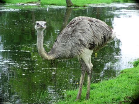 ostrich