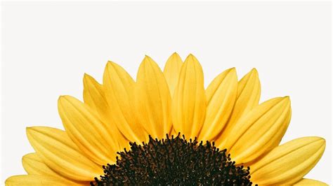 Sunflower border HD wallpaper, botanical | Free Photo - rawpixel