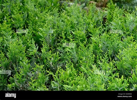 Green Hedge Of Thuja Bush Trees Cypress Juniper Green Thuja Tree