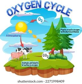 Oxygen Cycle Diagram Science Education Illustration Stock Vector ...