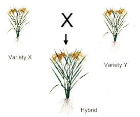 3.4 Hybrid rice & seed