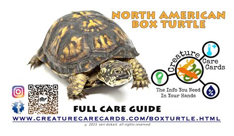 Boxturtle