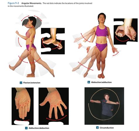 Flexion Anatomy