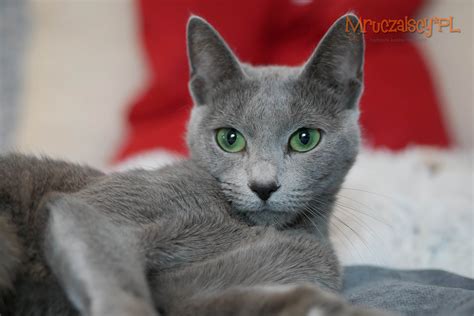 Koty Rosyjskie Niebieskie MRUCZALSCY*PL | Mruczalscy*PL