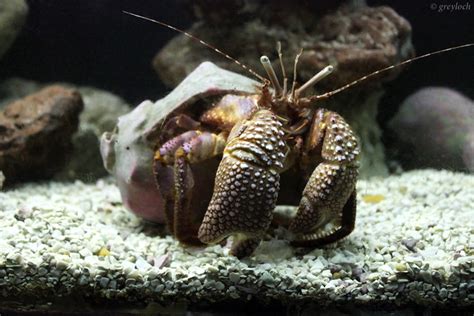 Giant Hermit Crab A Photo On Flickriver