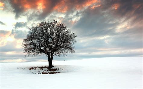 Discover More Than 65 Snow Tree Wallpaper Best In Cdgdbentre