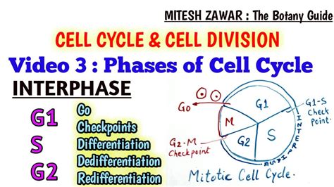 Cycle Interphase G1