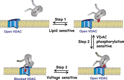 Membrane Lipid Composition Regulates Tubulin Interaction With