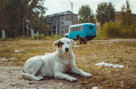 Terpapar Radiasi Nuklir Genetika Anjing Chernobyl Berubah