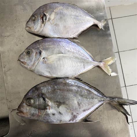 Giant Trevally - Seafood Delicacy