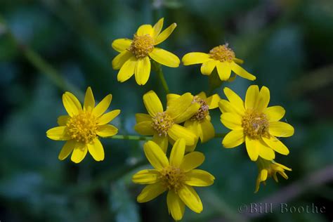 Golden Ragwort | Wildflowers | Nature In Focus