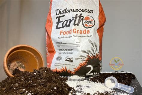 Using Diatomaceous Earth In The Garden Turning The Clock