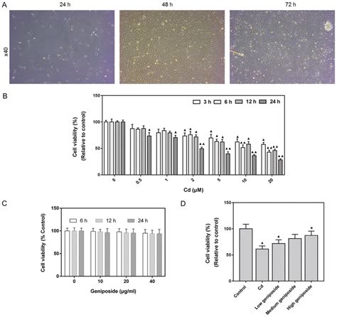 Effects Of Different Concentrations Of Geniposide On Cdcl