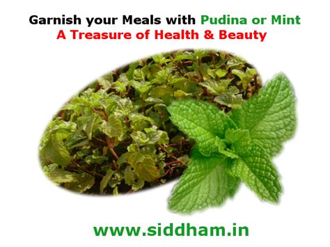 Pudina Or Mint A Treasure Of Health And Beauty