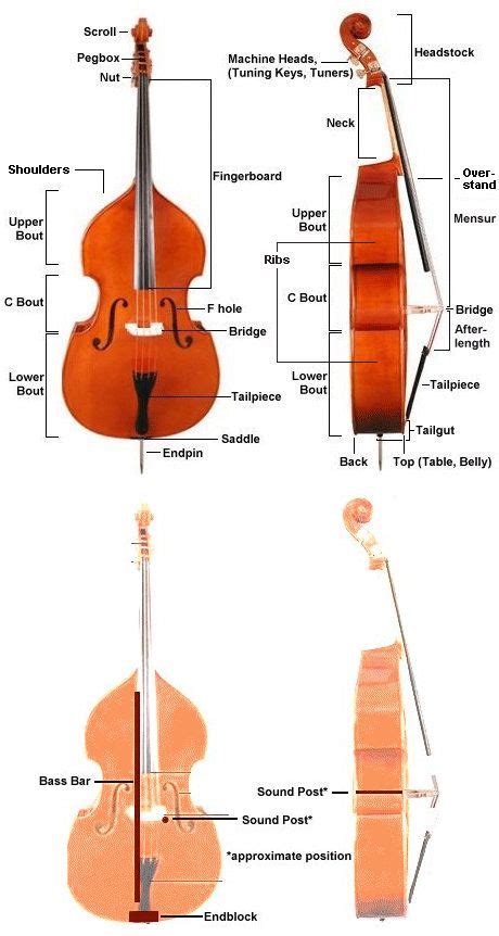 Basses Parts Glossary Of Upright Bass Terms Faq Courtesy Of