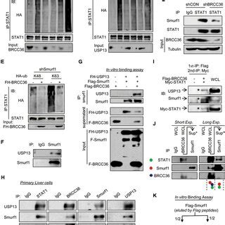 BRCC36 Is Critical For Maintaining STAT1 Protein Levels During Viral