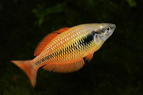 Lake Kurumoi Regenbogenfisch Melanotaenia Parva