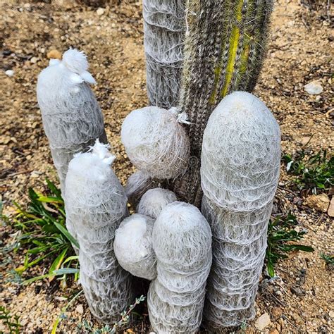 Espostoa Nana Pelada Fluffy Cactus Jardim Do Deserto De Foguetes Foto