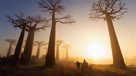 Interesting Photo of the Day: Madagascar Baobab Trees