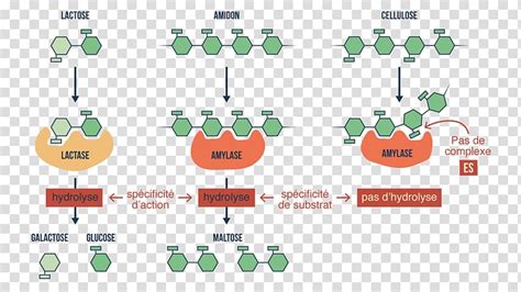 Digestive Enzyme Amylase Digestion Carbohydrate Digestif Transparent