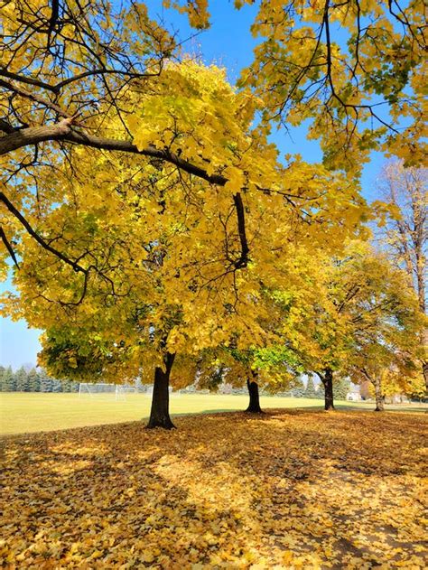 Golden Autumn Trees Growing on side of Football Field · Free Stock Photo