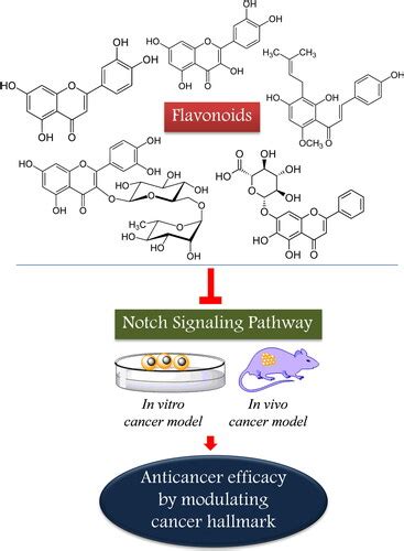 Flavonoids As Emerging Notch Signaling Pathway Modulators In Cancer