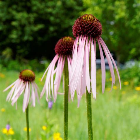 Mn Native Pale Purple Coneflower Plants Natural Shore