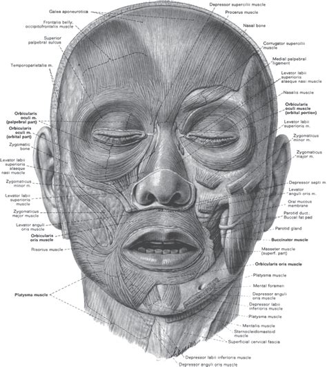 Facial action coding Facial action coding system – Telegraph