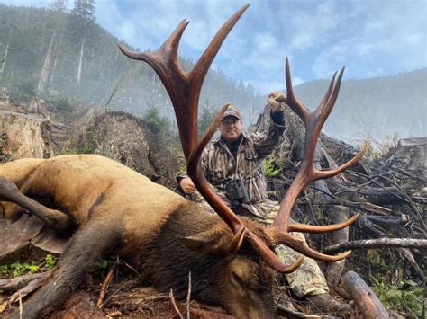 Roosevelt Elk Hunting North Vancouver Island Hunting Guides