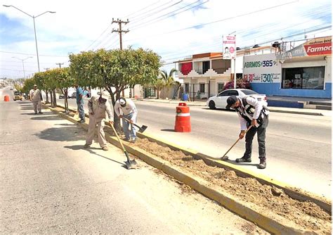 Mejoran Camellones En Principales Vialidades De Los Cabos