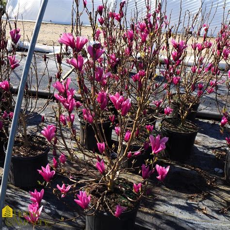 Magnolia X Ann Magnolia From Home Nursery