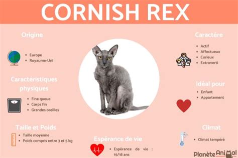 Cornish Rex Origine Caractère Et Caractéristiques