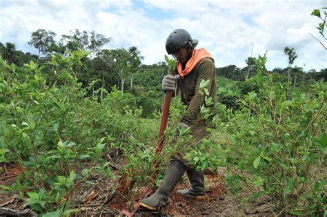 Mininter Erradica Casi 8 000 Hectáreas De Cultivos Ilegales De Coca En