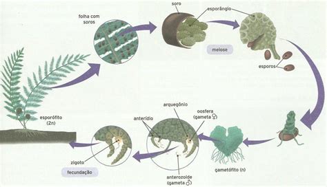 Pteridófitas