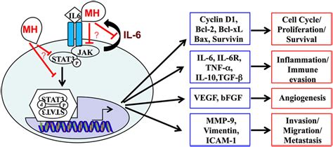 Frontiers The Il 6 Stat3 Signaling Pathway Is An Early Target Of