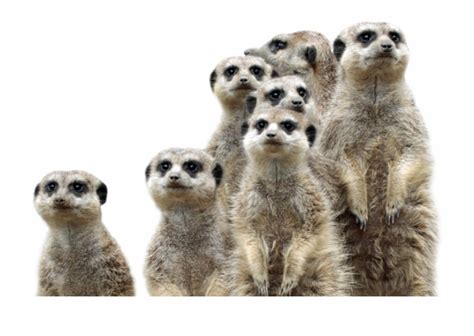 Group Of Meerkats Png Transparent Erdmännchen Transparent PNG