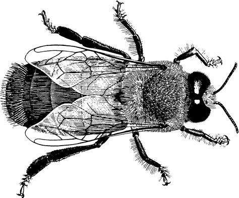 Beekeeping Basics Michael Bush