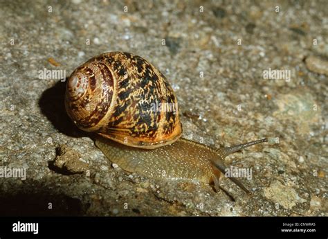 Orchard Snail Copse Snail Arianta Arbustorum Creeping On The Ground