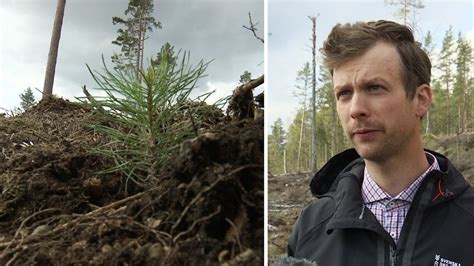 Akut avverkning i Kristinehamns tätort efter barkborreangrepp SVT Nyheter