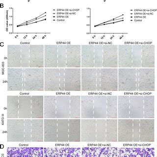 Effects Of Chop Knockdown On Cell Proliferation Migration And Invasion