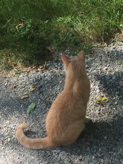 Domestic Cat From 692 Belknap Mountain Rd Gilford NH US On August 25