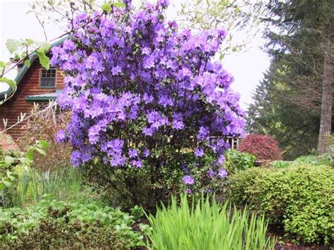 Rhododendron Blaney S Blue Rhododendrons Hybrids Species