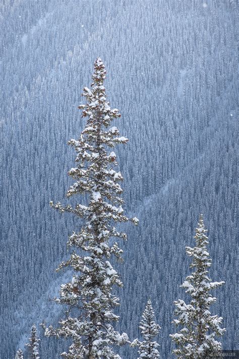 Winter Pine – Mountain Photographer : a journal by Jack Brauer