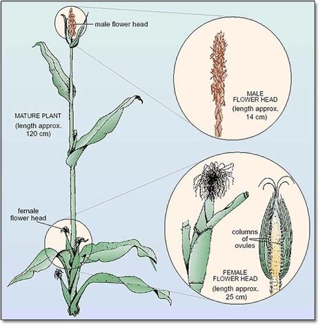 Elimu Plants