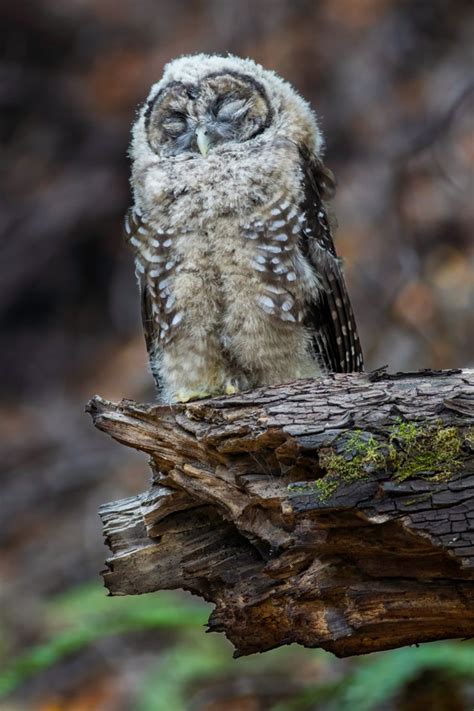 Spotted Owl | Audubon Field Guide