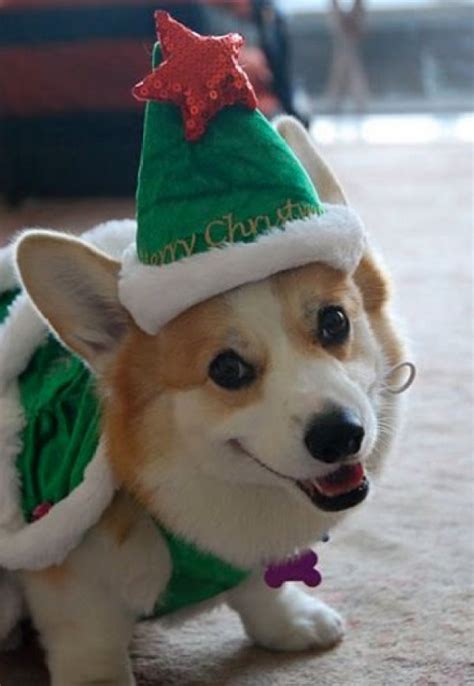 Top 10 Funny Festive Dogs Dressed As Christmas Trees