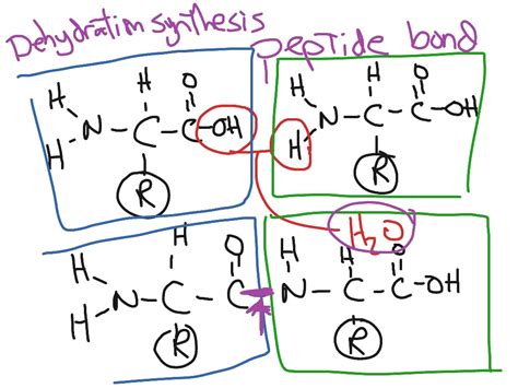 Dehydration Synthesis